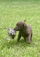Green boy, a male Chesapeake Bay Retriever for sale in Plainwell, MI – 1 of 3