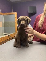 Green boy, a male Chesapeake Bay Retriever for sale in Plainwell, MI – 3 of 3
