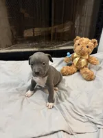 Pup 3, a male American Bully for sale in Decatur, GA – 3 of 5