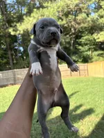 Pup 3, a male American Bully for sale in Decatur, GA – 4 of 5