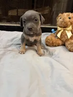 Pup 7, a female American Bully for sale in Decatur, GA – 2 of 4