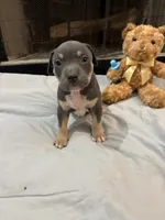 Pup 2, a male American Bully for sale in Decatur, GA – 4 of 6