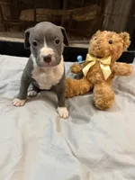 Pup 8, a female American Bully for sale in Decatur, GA – 2 of 3
