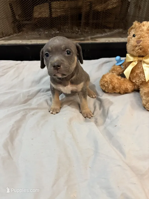 Pup 7 – American Bully puppy for sale in Decatur, GA