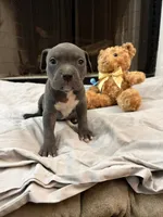 Pup 1, a male American Bully for sale in Decatur, GA – 5 of 6