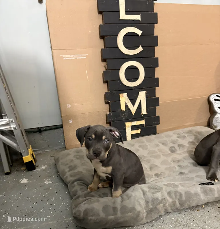 Pup 2 – American Bully puppy for sale in Decatur, GA