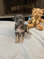 Pup 2, a male American Bully for sale in Decatur, GA – 1 of 6