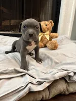 Pup 1, a male American Bully for sale in Decatur, GA – 4 of 6