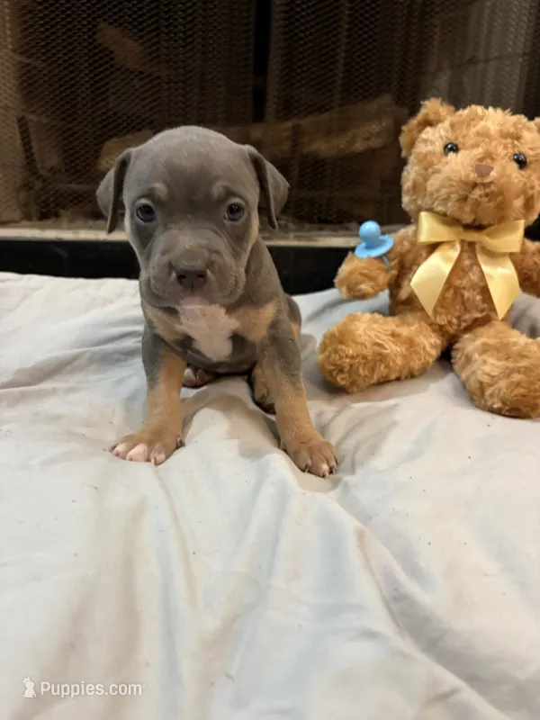 Pup 6 – American Bully puppy for sale in Decatur, GA