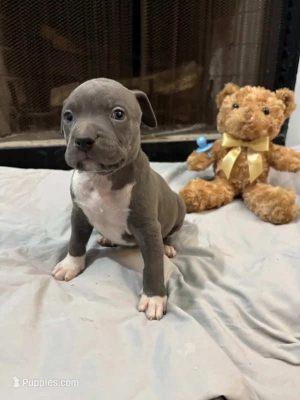 Pup 3 – American Bully puppy for sale in Decatur, GA