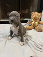 Pup 3, a male American Bully for sale in Decatur, GA – 1 of 5