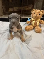 Pup 6, a female American Bully for sale in Decatur, GA – 3 of 4