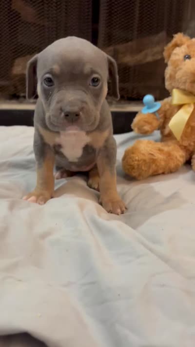 Pup 6, a female American Bully for sale in Decatur, GA – 4 of 4