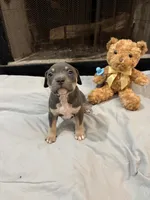 Pup 2, a male American Bully for sale in Decatur, GA – 3 of 6