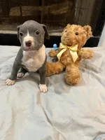 Pup 8, a female American Bully for sale in Decatur, GA – 1 of 3