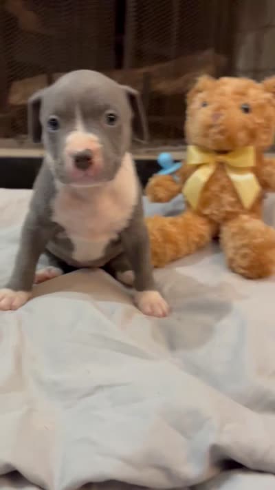 Pup 8, a female American Bully for sale in Decatur, GA – 3 of 3