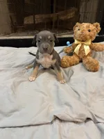 Pup 4, a male American Bully for sale in Decatur, GA – 2 of 4