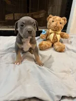 Pup 6, a female American Bully for sale in Decatur, GA – 2 of 4