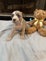 Pup 5, a female American Bully for sale in Decatur, GA – 2 of 4