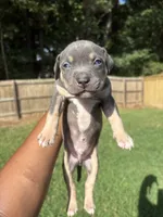 Pup 2, a male American Bully for sale in Decatur, GA – 5 of 6