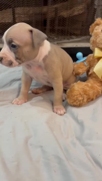 Pup 5, a female American Bully for sale in Decatur, GA – 4 of 4