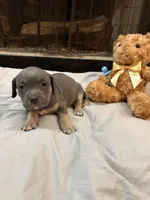 Pup 7, a female American Bully for sale in Decatur, GA – 3 of 4