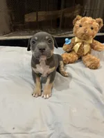Pup 2, a male American Bully for sale in Decatur, GA – 2 of 6