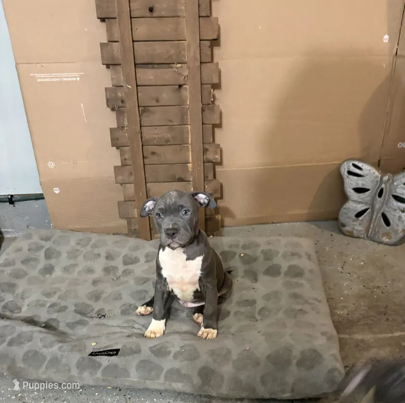 Pup 3 – American Bully puppy for sale in Decatur, GA