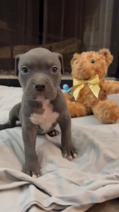 Pup 1, a male American Bully for sale in Decatur, GA – 6 of 6