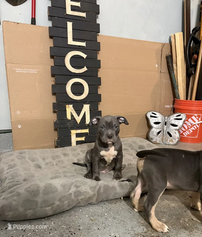 Pup 1 – American Bully puppy for sale in Decatur, GA