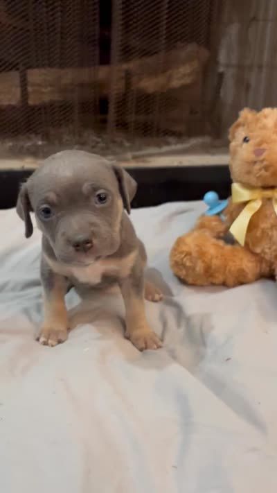 Pup 7, a female American Bully for sale in Decatur, GA – 4 of 4