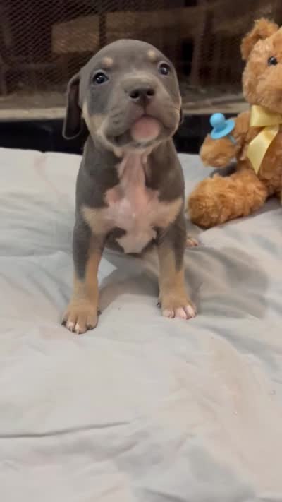 Pup 2, a male American Bully for sale in Decatur, GA – 6 of 6