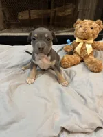 Pup 4, a male American Bully for sale in Decatur, GA – 3 of 4