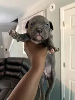 Pup 1, a male American Bully for sale in Decatur, GA – 2 of 6