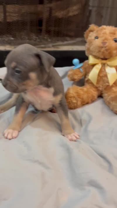Pup 4, a male American Bully for sale in Decatur, GA – 4 of 4