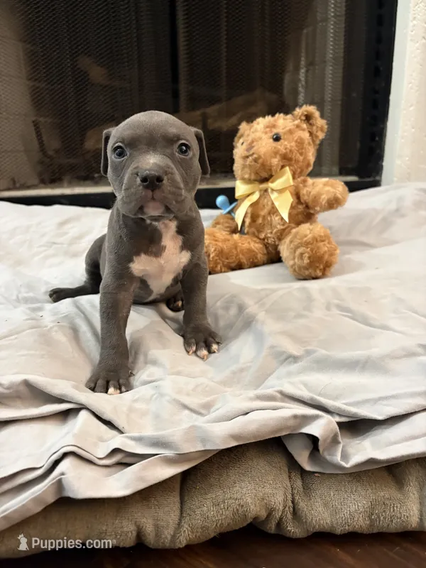 Pup 1 – American Bully puppy for sale in Decatur, GA