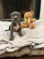 Pup 1, a male American Bully for sale in Decatur, GA – 1 of 6