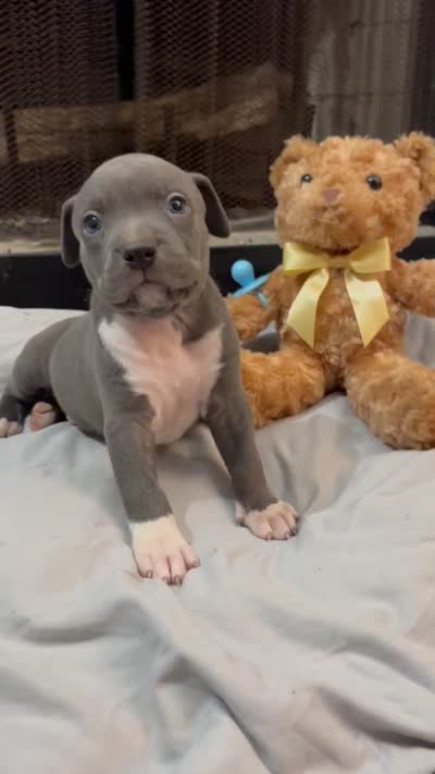 Pup 3, a male American Bully for sale in Decatur, GA – 5 of 5