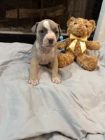 Pup 5, a female American Bully for sale in Decatur, GA – 3 of 4