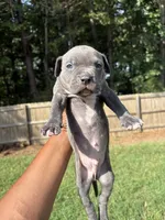 Pup 1, a male American Bully for sale in Decatur, GA – 3 of 6