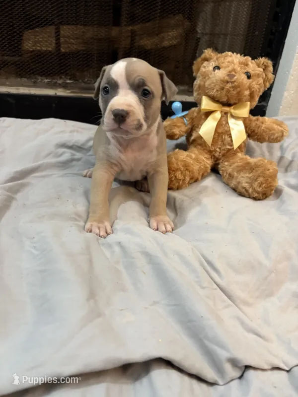 Pup 5 – American Bully puppy for sale in Decatur, GA