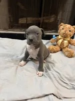 Pup 3, a male American Bully for sale in Decatur, GA – 2 of 5
