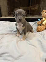 Pup 4, a male American Bully for sale in Decatur, GA – 1 of 4