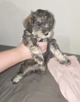  Darker Mocha latte female, a female Miniature Schnauzer for sale in Redding, CA – 3 of 9