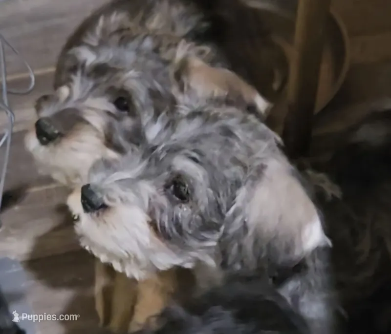 latte  colored Male – Miniature Schnauzer puppy for sale in Redding, CA