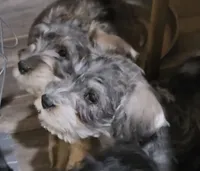 latte  colored Male, a male Miniature Schnauzer for sale in Redding, CA – 1 of 10
