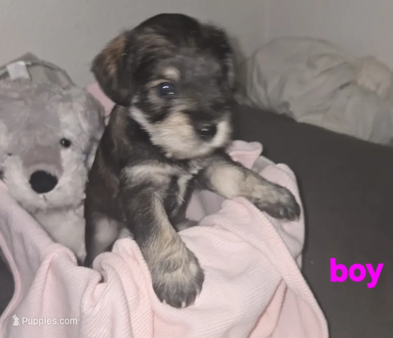 Mocha late male – Miniature Schnauzer puppy for sale in Redding, CA
