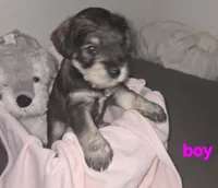Mocha late male, a female Miniature Schnauzer for sale in Redding, CA – 1 of 3