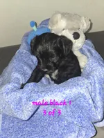 Black male, a male Miniature Schnauzer for sale in Redding, CA – 2 of 3
