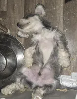 latte  colored Male, a male Miniature Schnauzer for sale in Redding, CA – 7 of 10